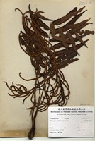 藏品(華中瘤足蕨)的圖片